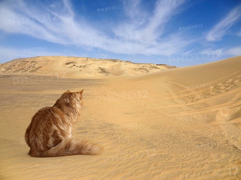 Red Maine Coon Kitten sitting on the ground in desert ambiance