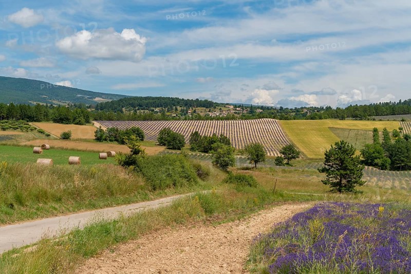 Lavender fields near Mont Ventoux, a mountain in the Provence region of southern France