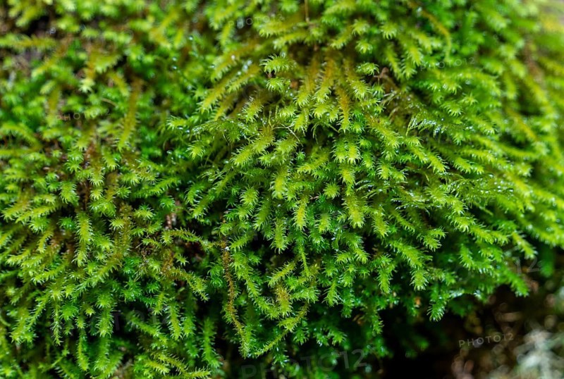 Closeup shot showing some wet green moss vegetation