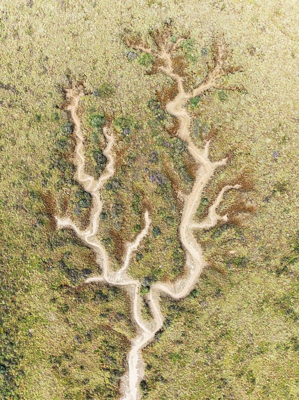 Abstract patterns of dry streams at low tide. In the marshland of the Bahía de Cádiz Nature Reserve. Aerial view. Drone shot. Cádiz province, Andalusia, Spain