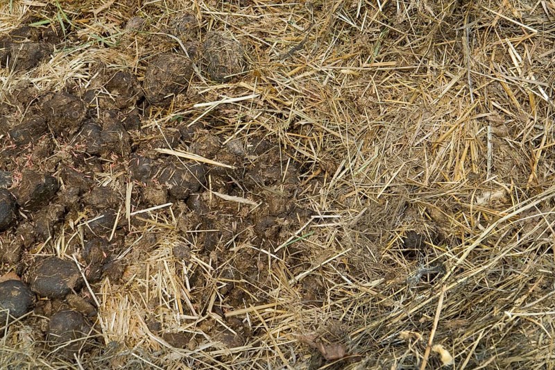Full frame detail of a rotting manure heap