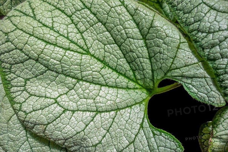 Full frame green and white bicolor leaves in black back