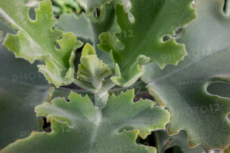 Closeup shot of a felt bush plant