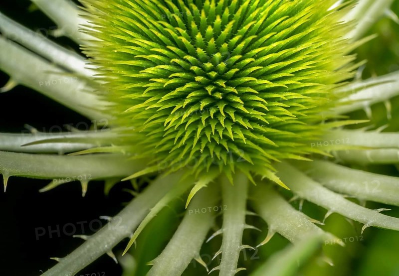 Full frame macro shot showing a detail of a wild teasel flower