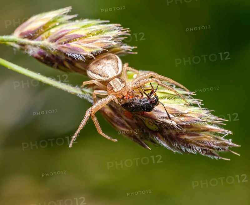 Crab spider with prey on grass ear