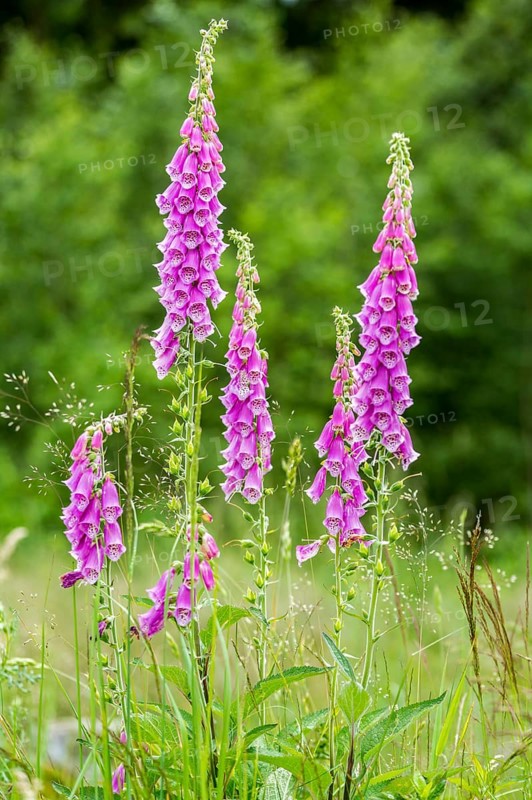 Common foxglove flowers in natural vegetation ambiance