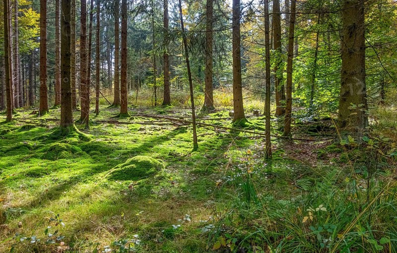 Idyllic forest scenery at summer time seen in southern Germany
