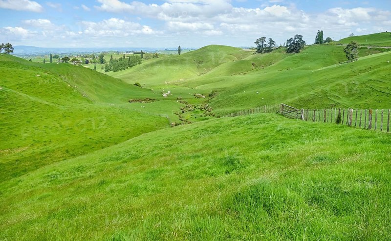 Idyllic rural scenery at the Waikato region at the North Island of New Zealand