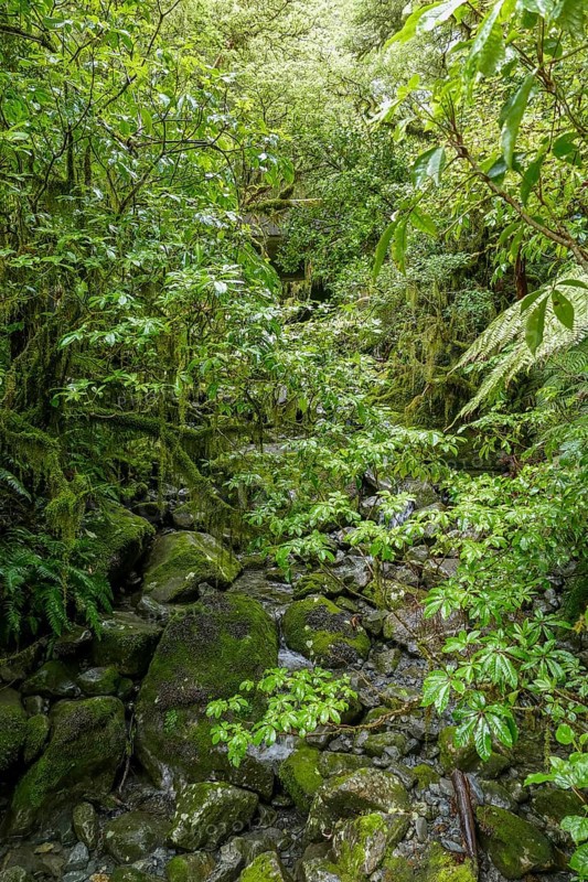 Natural jungle scenery around Around Te Anau at the South Island of New Zealand