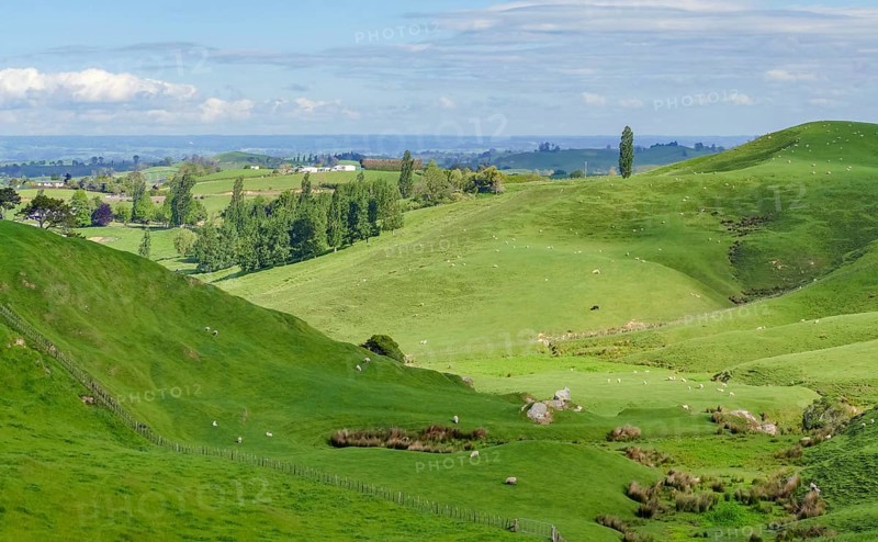 Idyllic rural scenery at the Waikato region at the North Island of New Zealand
