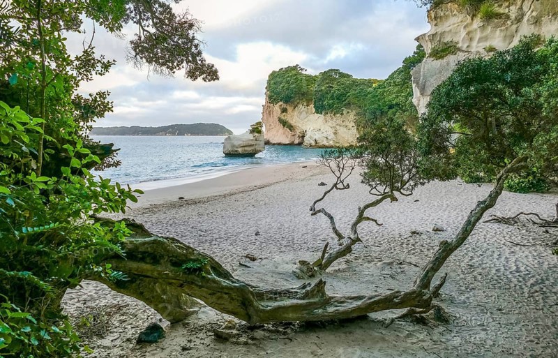 Coastal area named Cathedral Cove in the southern part of Mercury Bay on the Coromandel Peninsula at the North Island of New Zealand