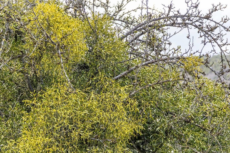 Detail shot of a tree overgrown with lots of mistletoe plants