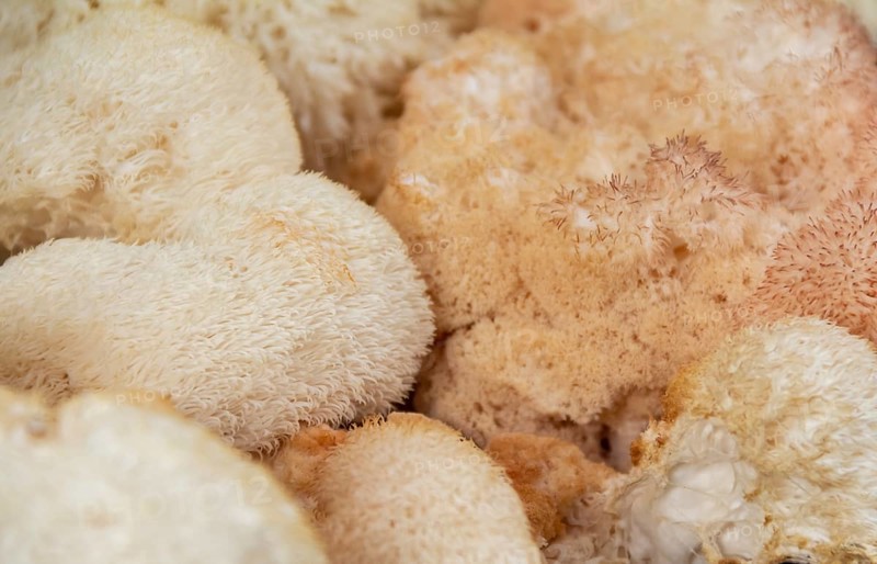Full frame picture showing lots of monkey head mushrooms