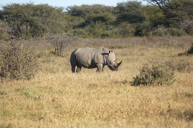 A White rhinoceros in South Africa