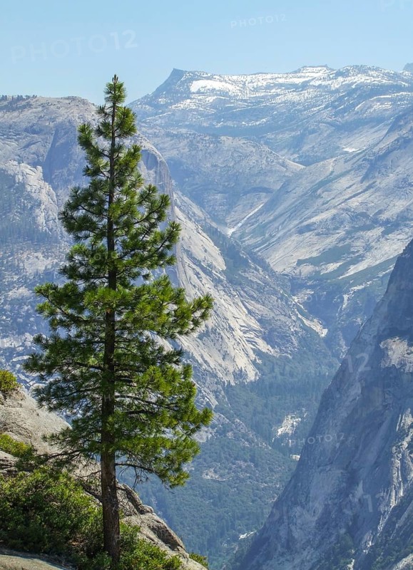 Fir tree and aerial view at the Yosemite National Park in California, USA