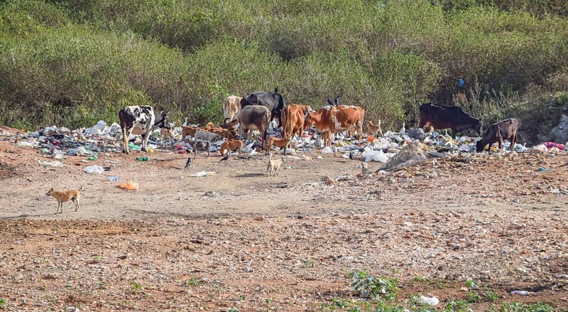 A garbage dump with some cattle and dogs seen in Sri Lanka