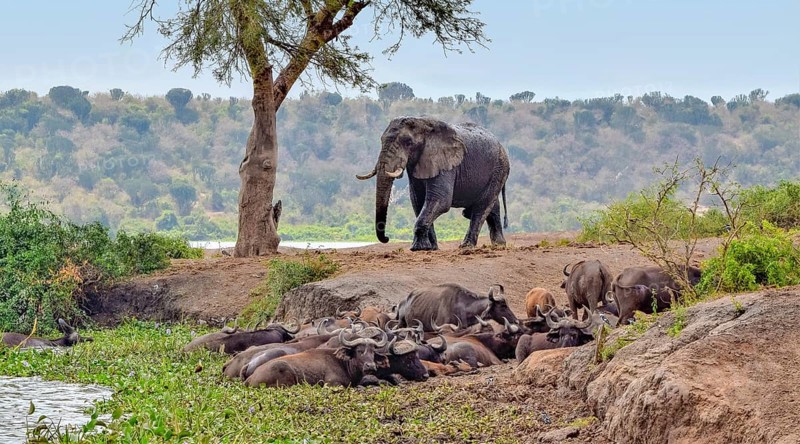 Group of resting african buffalos and a elephant seen at the Queen Elizabeth National Park in Uganda