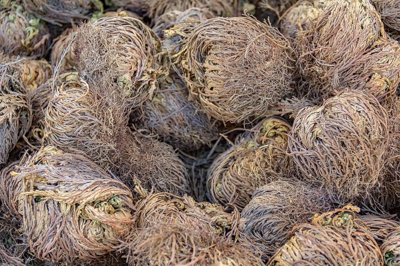 Full frame picture showing lots of dry rose of jericho plants