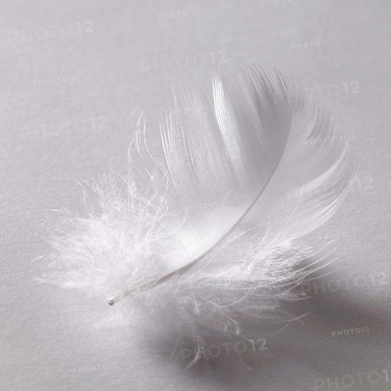Studio photography of a white fluffy down feather in grey back