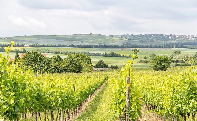 Winegrowing scenery around Loerzweiler in the Rhineland-Palatinate in Germany at spring time