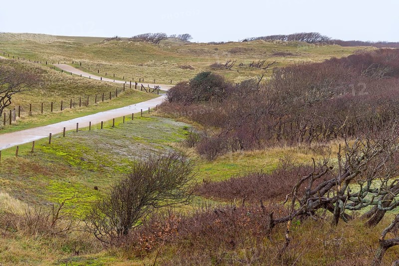 Overgrown coastal scenery with footpath at the North Sea near Domburg in Walcheren in the dutch province of Zeeland