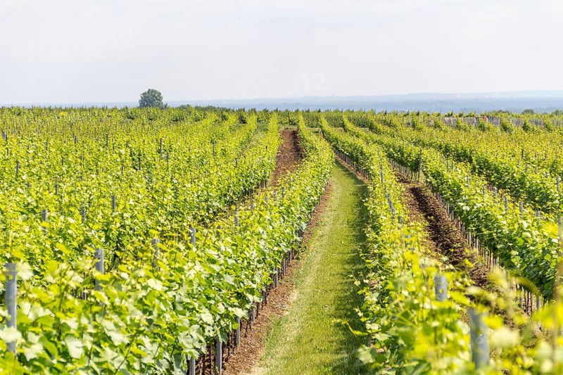 Winegrowing scenery around Loerzweiler in the Rhineland-Palatinate in Germany at spring time