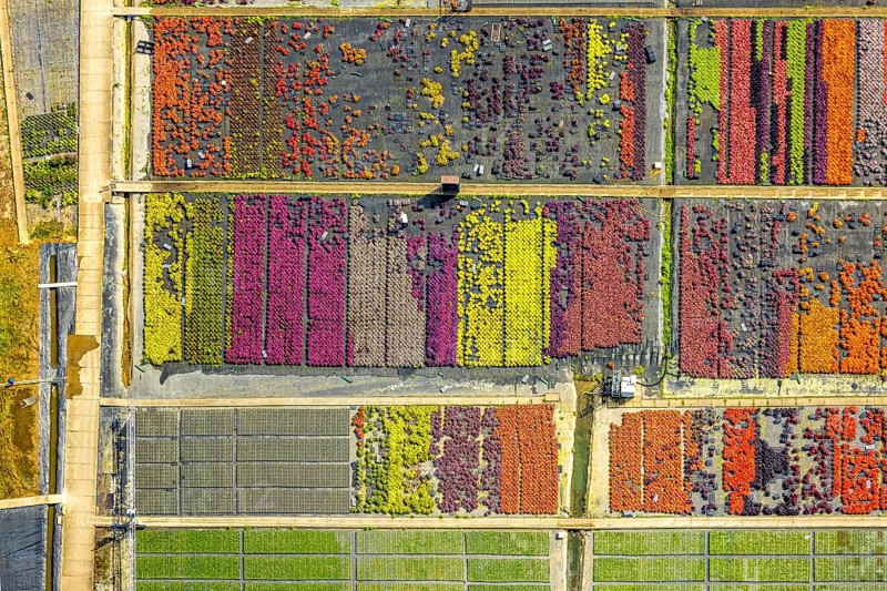 Aerial view, colourful flowers in the horticultural farm In der Hött, shapes and colours, Flehe, Düsseldorf, Ruhr area, North Rhine-Westphalia, Germany, DE, Europe, plants, aerial view, aerial photography, aerial photography, plants, overview, bird's eye view, birds-eyes view, graphic shapes, overview