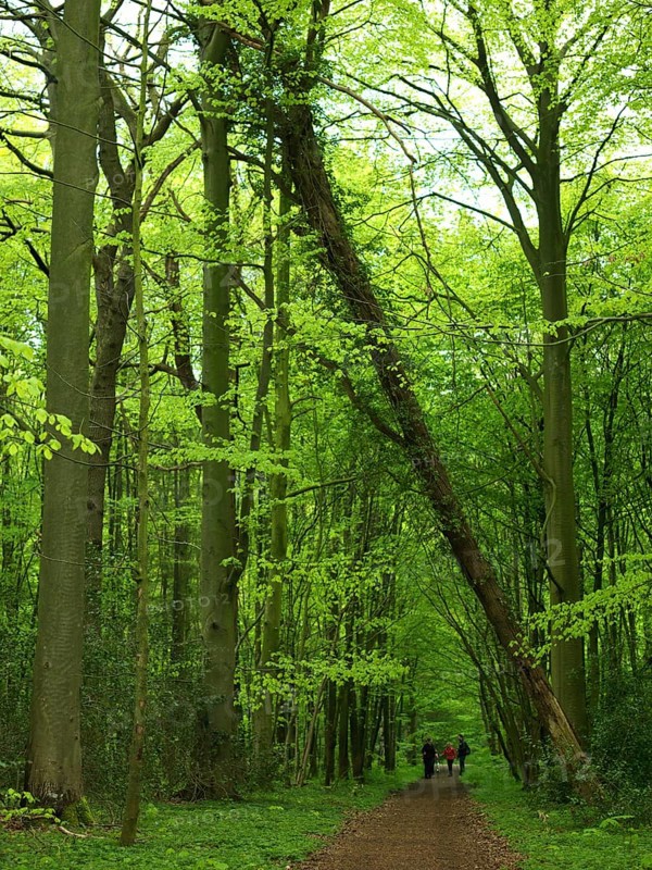 Forest path, walking path, walker, spring, fallen tree, Neuenburg primeval forest, landscape conservation area, Friesland, Lower Saxony, Germany, Niedersachsen, Germany
