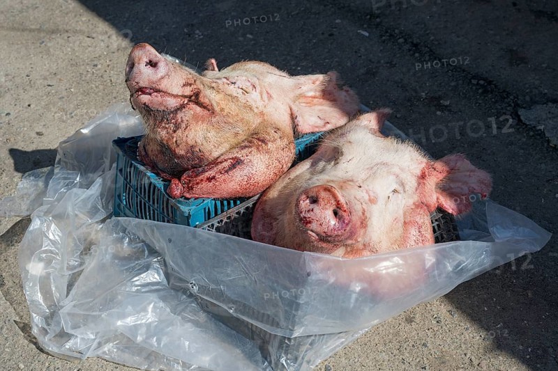 Two raw pig heads lying in the sun in a street market, Gyumri, Gyumri, Gyumri, Shirak province, Armenia