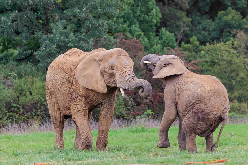 An adult female African elephant (Loxodonta africana) wrestles with her male calf on a meadow at the edge of a forest. Captive