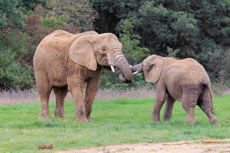 An adult female African elephant (Loxodonta africana) wrestles with her male calf on a meadow at the edge of a forest. Captive