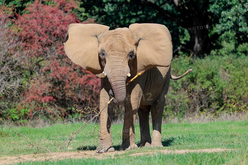 An elephant cow (Loxodonta africana) eats the bark off a branch. A forest can be seen in the background.. Captive