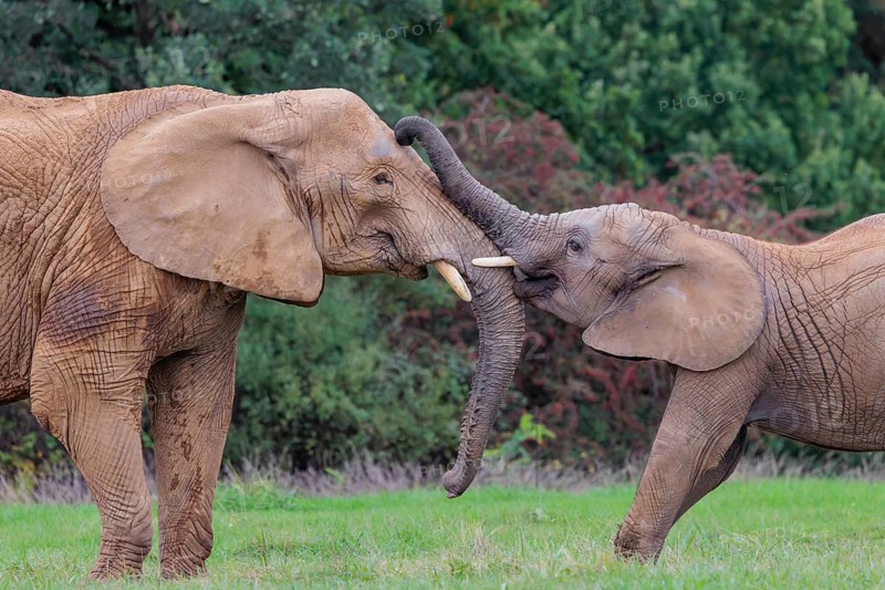 An adult female African elephant (Loxodonta africana) wrestles with her male calf on a meadow at the edge of a forest. Captive