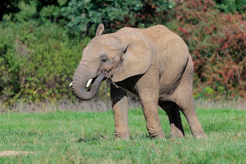 An elephant cow (Loxodonta africana) eats the bark off a branch. A forest can be seen in the background.. Captive