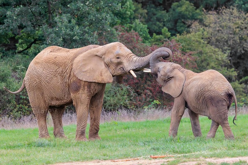 An adult female African elephant (Loxodonta africana) wrestles with her male calf on a meadow at the edge of a forest. Captive