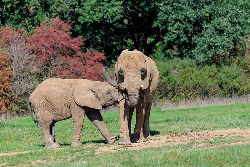 An elephant cow (Loxodonta africana) eating the bark off a branch. Her calf tries to suckle. A forest can be seen in the background. Captive