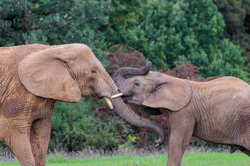 An adult female African elephant (Loxodonta africana) wrestles with her male calf on a meadow at the edge of a forest. Captive