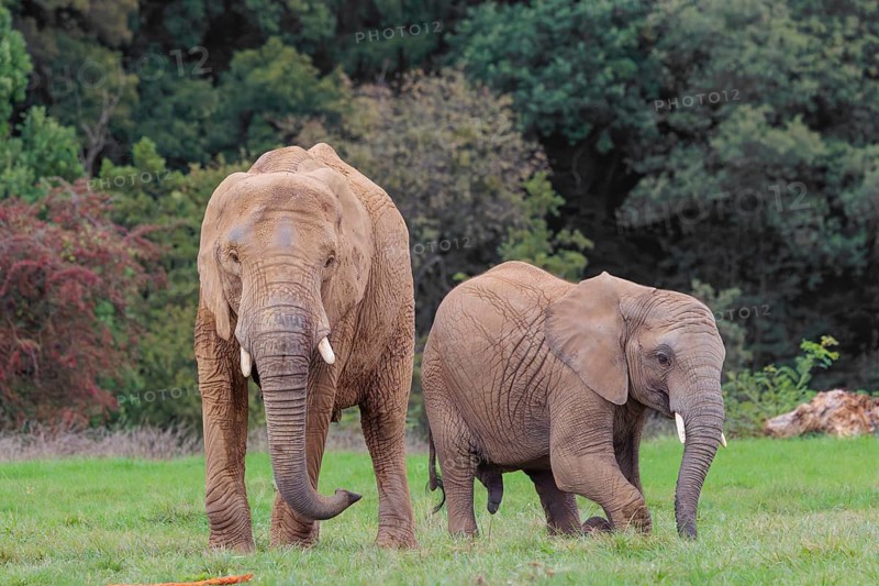 An adult female African elephant (Loxodonta africana) wrestles with her male calf until it falls in the meadow at the edge of the forest. Captive
