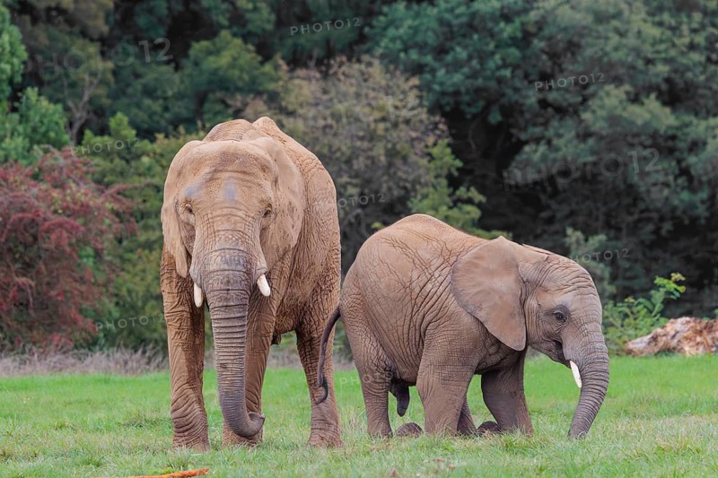 An adult female African elephant (Loxodonta africana) wrestles with her male calf until it falls in the meadow at the edge of the forest. Captive