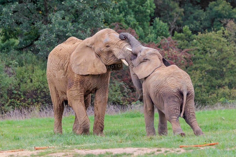 An adult female African elephant (Loxodonta africana) wrestles with her male calf on a meadow at the edge of a forest. Captive