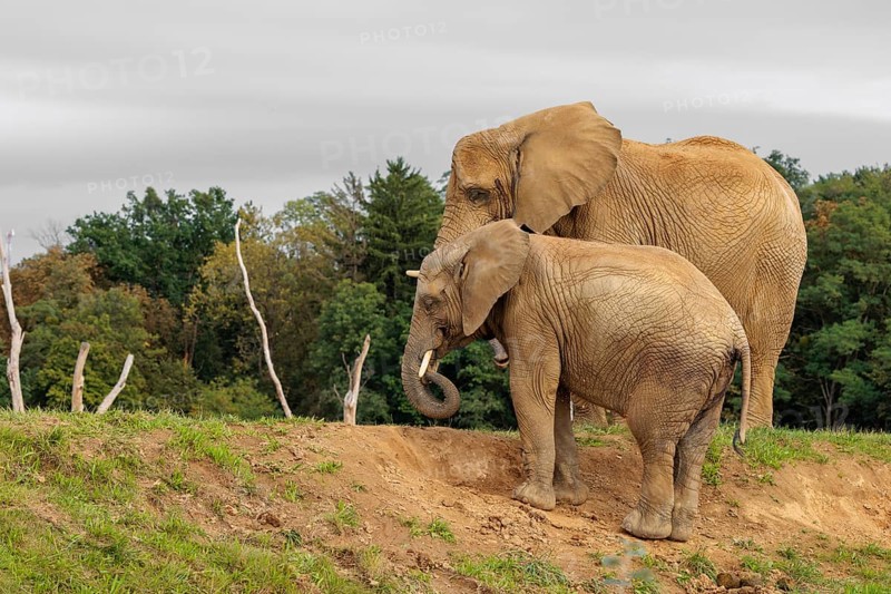 A male elephant calf (Loxodonta africana) digs for minerals with its trunk. Its mother stands nearby.. Captive