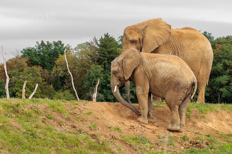 A male elephant calf (Loxodonta africana) digs for minerals with its trunk. Its mother stands nearby.. Captive