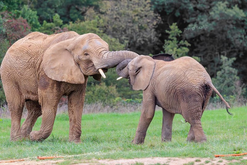 An adult female African elephant (Loxodonta africana) wrestles with her male calf on a meadow at the edge of a forest. Captive