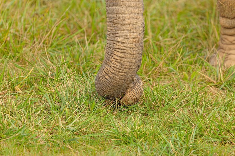 A female elephant (Loxodonta africana) plucks grass with her trunk. Close-up of the trunk.. Captive