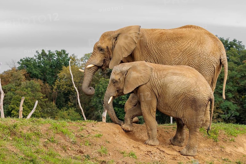 A male elephant calf (Loxodonta africana) digs for minerals with its trunk. Its mother stands nearby.. Captive