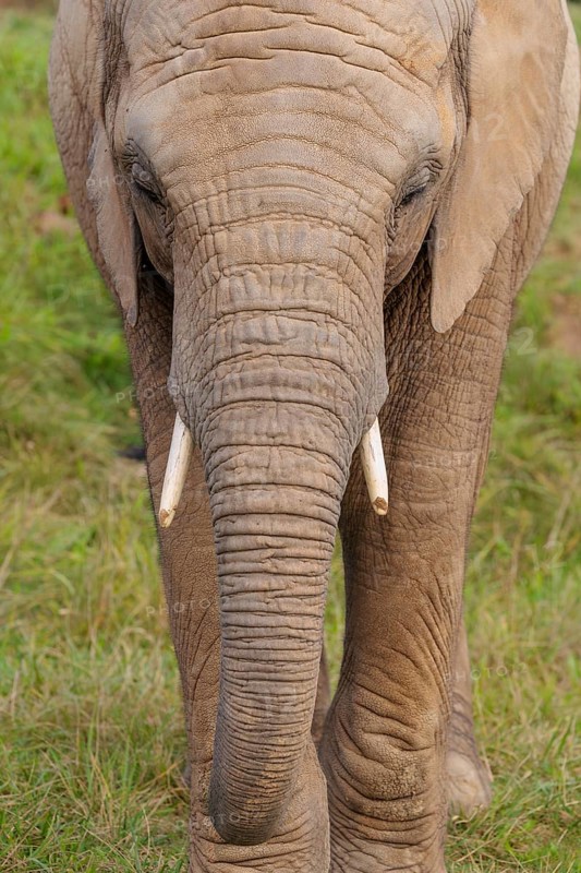 Frontal portrait of a female elephant (Loxodonta africana). Captive