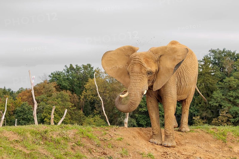 An elephant cow (Loxodonta africana) stands on a hill and throws dust at herself.. Captive