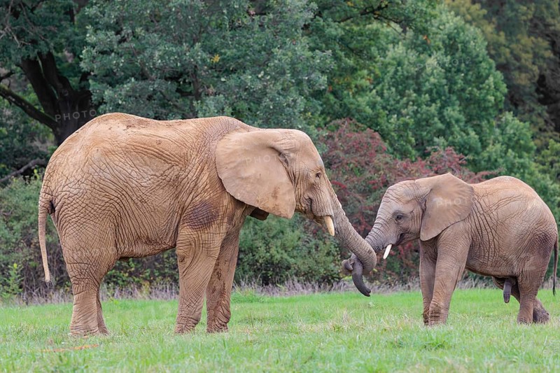 An adult female African elephant (Loxodonta africana) wrestles with her male calf on a meadow at the edge of a forest. Captive