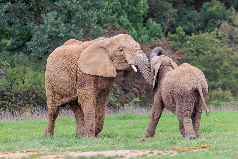 An adult female African elephant (Loxodonta africana) wrestles with her male calf on a meadow at the edge of a forest. Captive