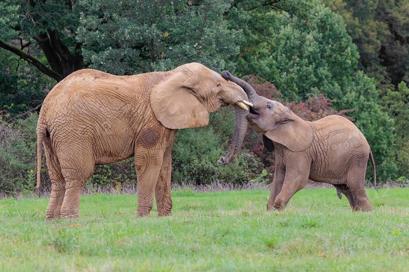 An adult female African elephant (Loxodonta africana) wrestles with her male calf on a meadow at the edge of a forest. Captive